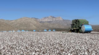 Cotton harvest with a view