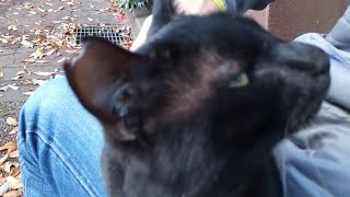 凄い喋ってくる黒猫、実はメチャメチャ甘えん坊だった