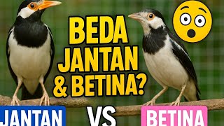 How to Easily Distinguish Between Male and Female Pied Mynas!