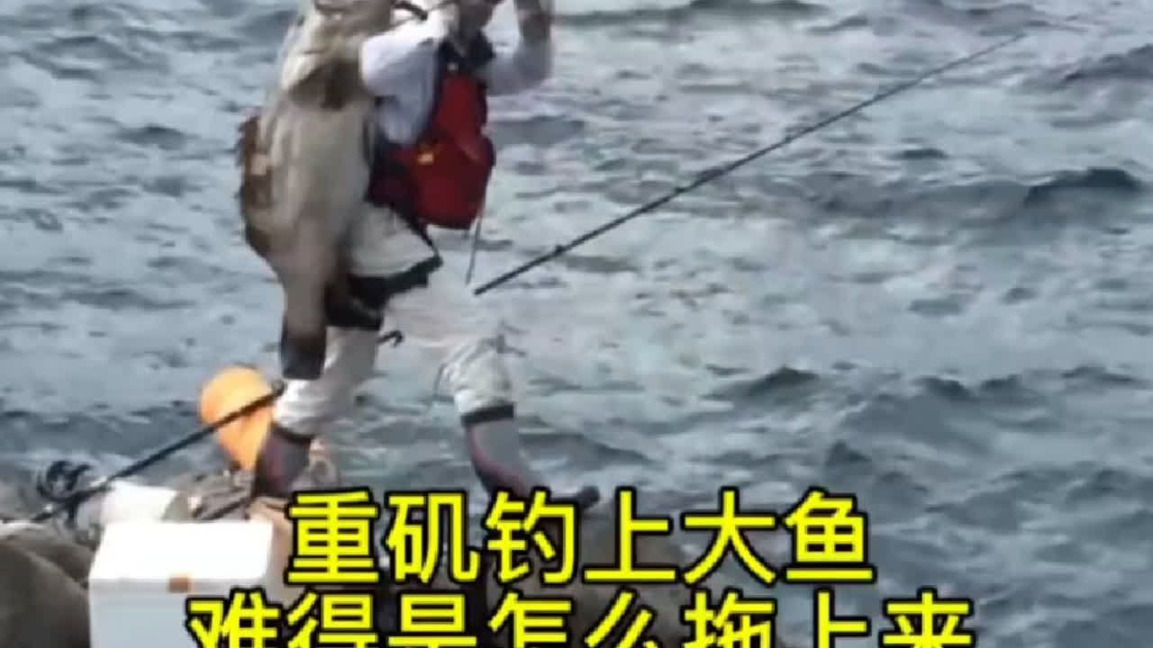 重矶钓钓上大鱼，难得是怎么把大鱼拽上礁石，何况还是百斤的大鱼 这位老汉1991年开始钓鱼，这已经是第950次了，他希望能够钓到1000次#钓鱼人就是这么疯狂 #海钓巨物 #老人与海 #重矶钓