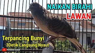 Suara Burung Perkutut Lokal Gacor Manggung Pancingan Paling Ampuh Langsung Nyaut #perkutut 