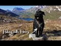 Solo hike with my dog, lunch with a view! Hiking, adventure, hiking with dog.