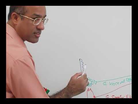 Brain Stem (Basic Concepts) part 2