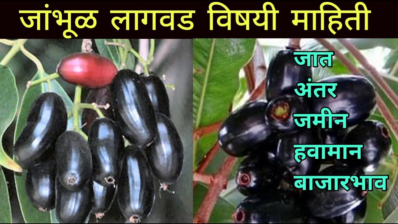 जांभूळ लागवड कशी करावी  ||  jambhul lagwad in मराठी  #जांभूळ