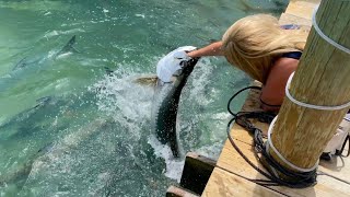 Feeding Tarpon At Robbies Marina Of Islamorada, Florida
