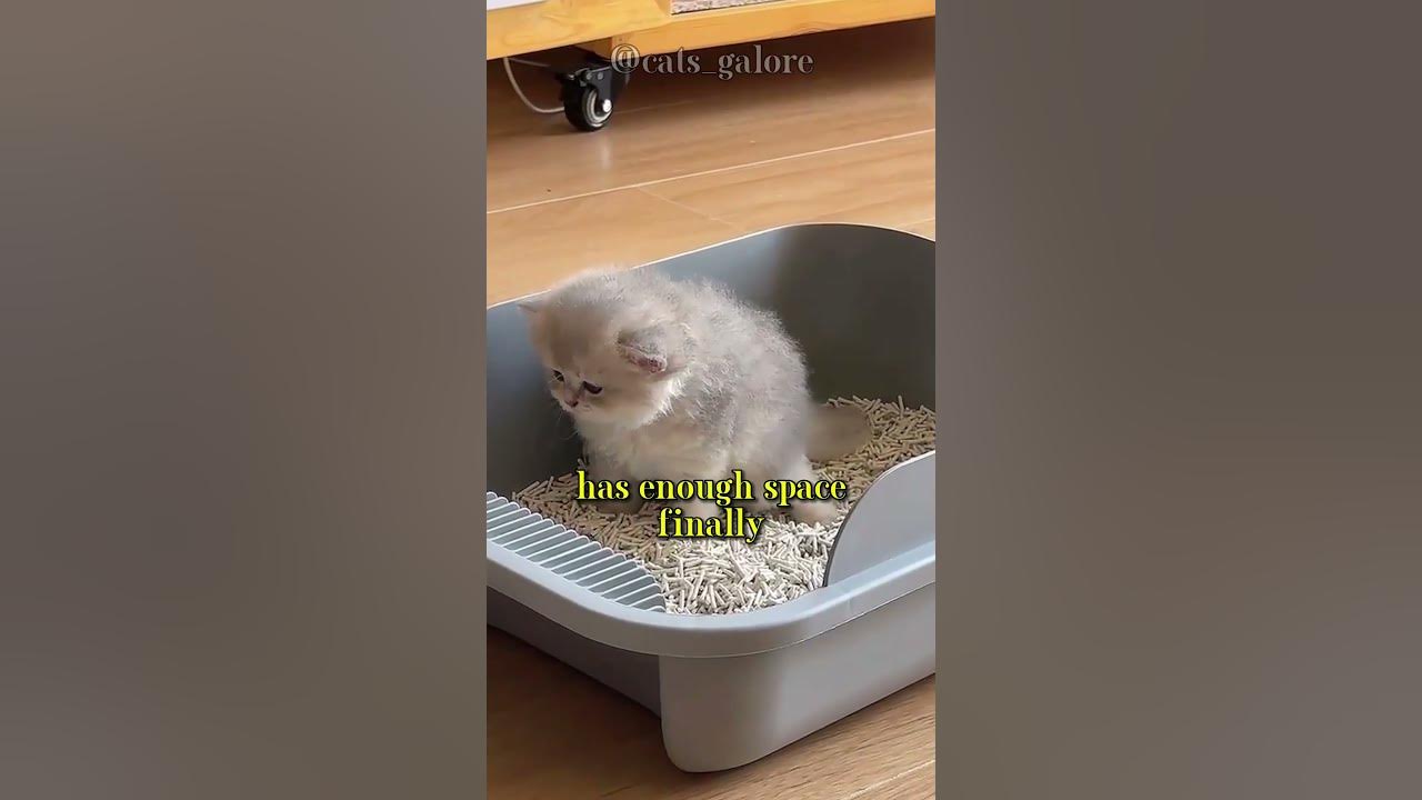 Cat litter tips! YouTube