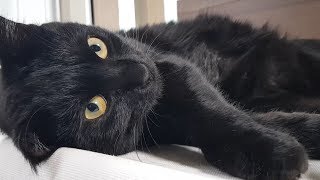 a video clip that makes you fall in love with the black cat Nari's charm.