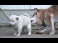 柴犬の子育て