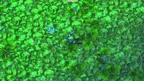 WoW: Battleground Glitch