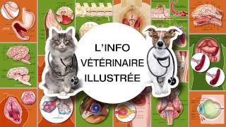 Conseils vétérinaires illustrés sur le chat et le chien by Catedog - Conseils Vétérinaires Illustrés 404 views 7 years ago 1 minute, 52 seconds