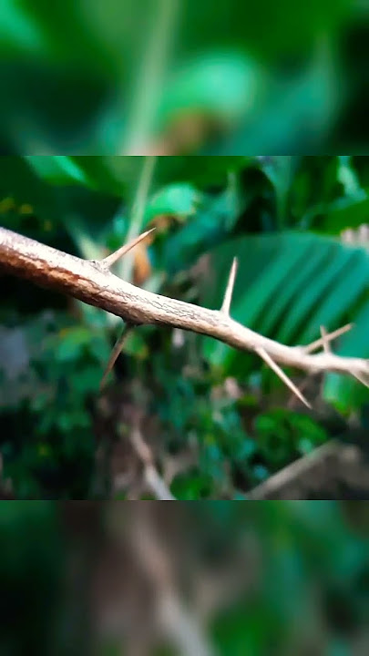 Thorny branch 🪵 | #shorts #thorns #thornybranch #thornsontree #thorn #branch #tree #thornsonbranch