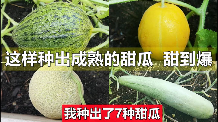 如何判断甜瓜成熟, 这样种出甜到爆的甜瓜,我今年种出了7种甜瓜 How to harvest sweetest melons - 天天要闻