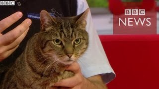 【BBC】　猫は人をしつける　人間にしか使わない鳴き声で