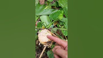 Củ ráy chữa Đau đầu gối đau các khớp rất hay #short #shorts