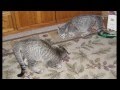 Cute kitten moments