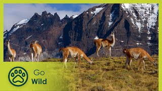 Wild Faces of the Andes | Go Wild