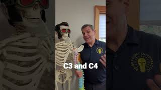 C3 and C4 affect the body.