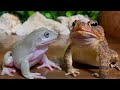 I'm hungry! angry！The story of the frog and toad🐸 frog&toad