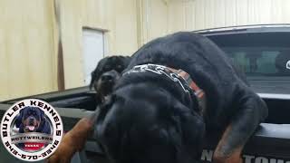 S1 E2. Hulk and Sting Von Haus Butler. Massive Rottweilers