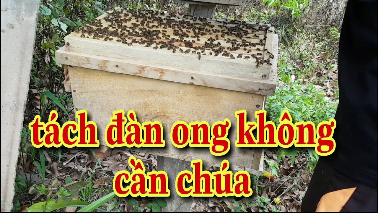 Tách đàn ong không cần chúa | kỹ thuật nuôi ong lấy mật (tập 12)