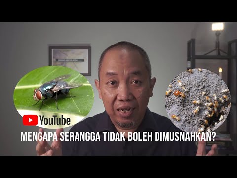 Video: Mengapa Serangga Dibutuhkan