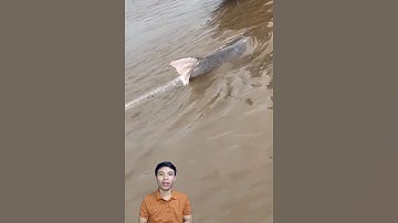 Câu cá khổng lồ sông mekong #cacconvat #cakhonglo #fishing