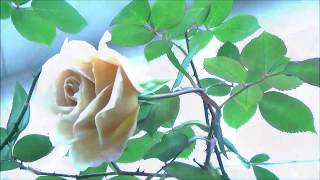 プレミアム映像 秋バラ18 バタースコッチ Butterscotch Rose Collection Youtube プレミアム映像 秋バラ18 バタースコッチ Butterscotch Rose Collection Youtube