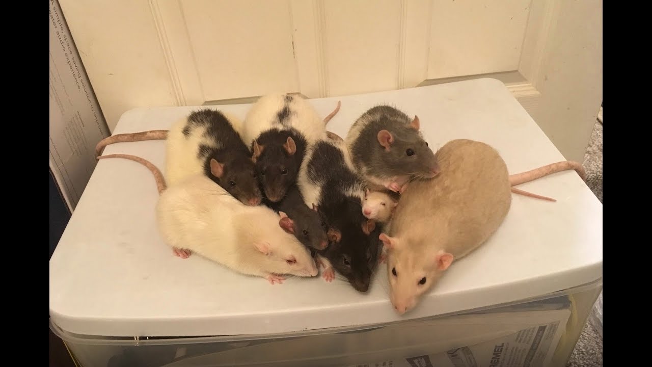 Happy World Rat Day - The Rats Have A Feast!