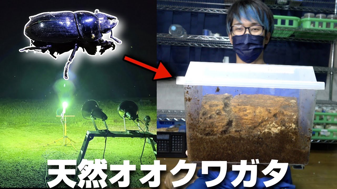 オナニー　害虫 奈良県産ノコギリクワガタ幼虫 虫類