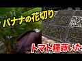 【メロン農家通信 26.9.05】明日から1週間ずっと雨?稲刈りが進みません