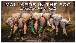 Mallards In The Fog // Arkansas Public Land // Ep  6 by Ducks & Co. 5,744 views 1 year ago 10 minutes, 49 seconds