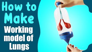 Class room science activities, Build a working model of Lungs