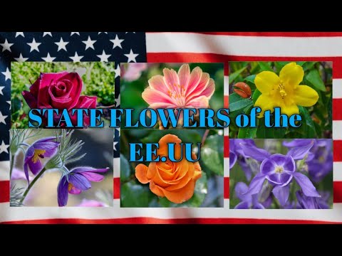 Vídeo: US State Flower List - Flores oficiais do estado para colorir o jardim