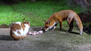 Urban Fox & Cat Encounters 4 - UHD 4K