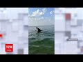 Новини України: у Залізному Порту відпочивальники зафільмували шоу дельфінів