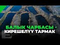 БАЛЫК ЧАРБАСЫ - КИРЕШЕЛҮҮ ТАРМАК