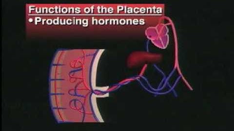 Structures and Functions of Placenta