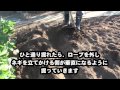 ネギの栽培 土寄せ方法