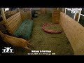 Live Goat Camera #2 - Syman Says Farms