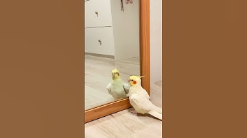 Bird Discovers His Reflection: Hilarious Reactions in Front of the Mirror