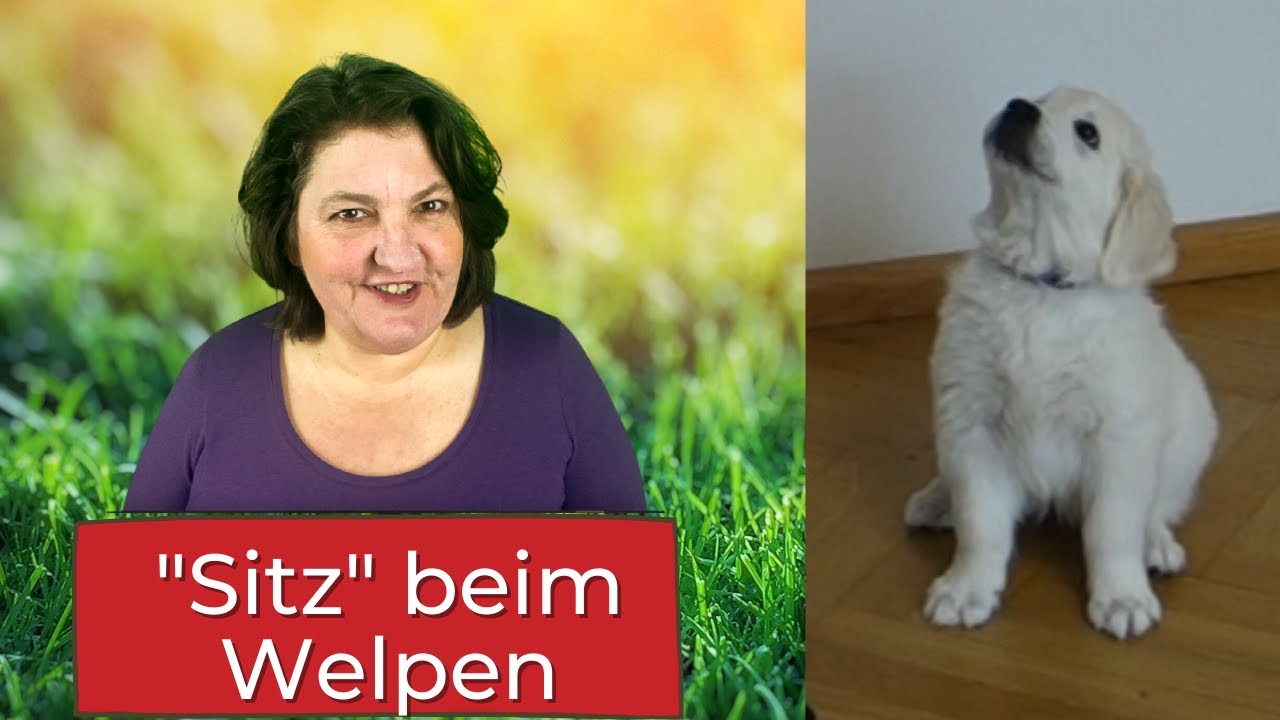 Sitz beim Welpen