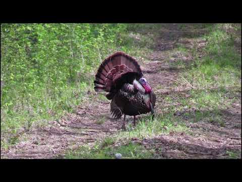 Jim Desart Turkey Hunt