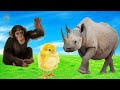 Fatos Sobre Animais da Fazenda 🐷 Animais Selvagens 🐘 Animais Aquáticos 🐬 Aves 🐔 Insetos