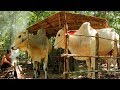 Build Hut for cow - House cow