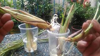 Rooting and Transplanting Lemon Grass the Easy Way