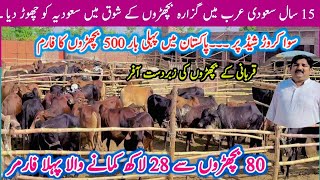 R H Cattle Farm Phool Nagar Pakistan || Mostly Beautiful  Sahiwal Calf | Qurbani Business Tips