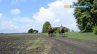Конный пробег проведут в Корочанском районе Конный пробег проведут в Корочанском районе