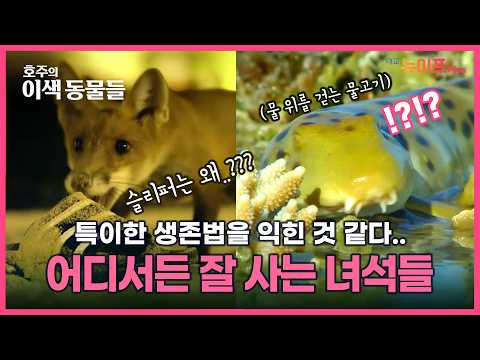 포기를 모르는 호주 동물들의 생존법 #호주의이색동물들 SE 2 EP.6ㅣ대교 뉴이프Plus