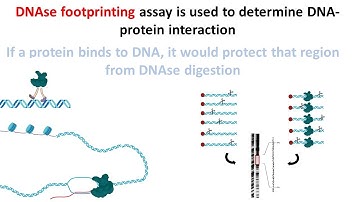 DNAse footprinting assay