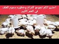 تربيه الفراخ البيضا عمر 24 يوم احذر من تجويع الفراخ خطوره سموم العلف لفراخ التسمين في العمر الكبير 